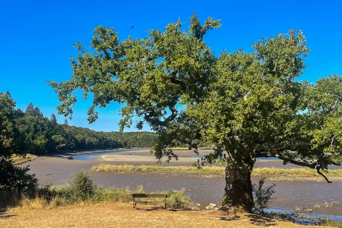 Arbre nature bretagne