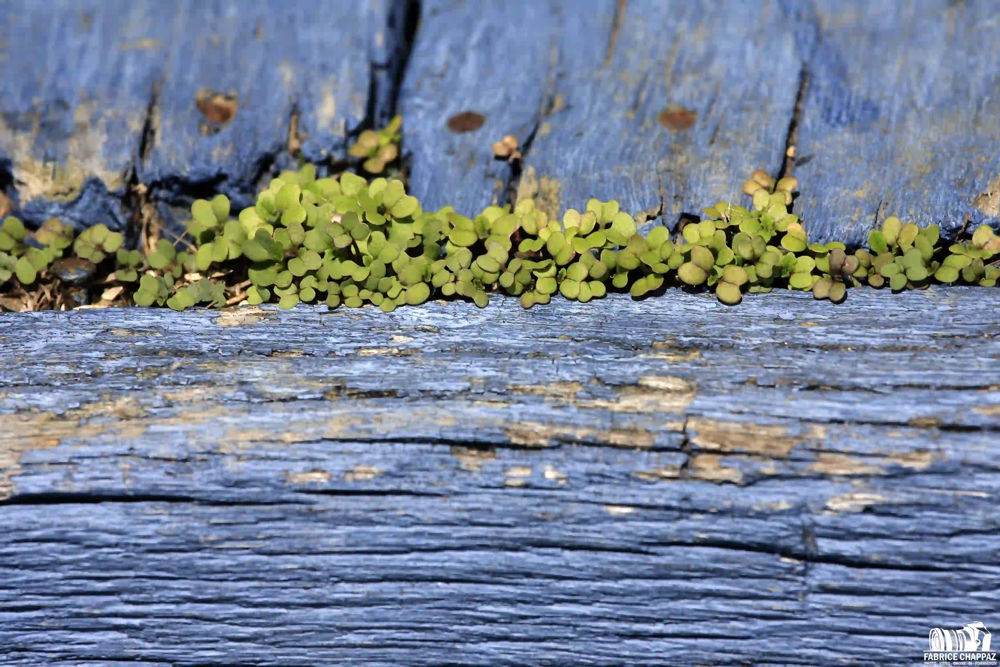 Detail sur bois