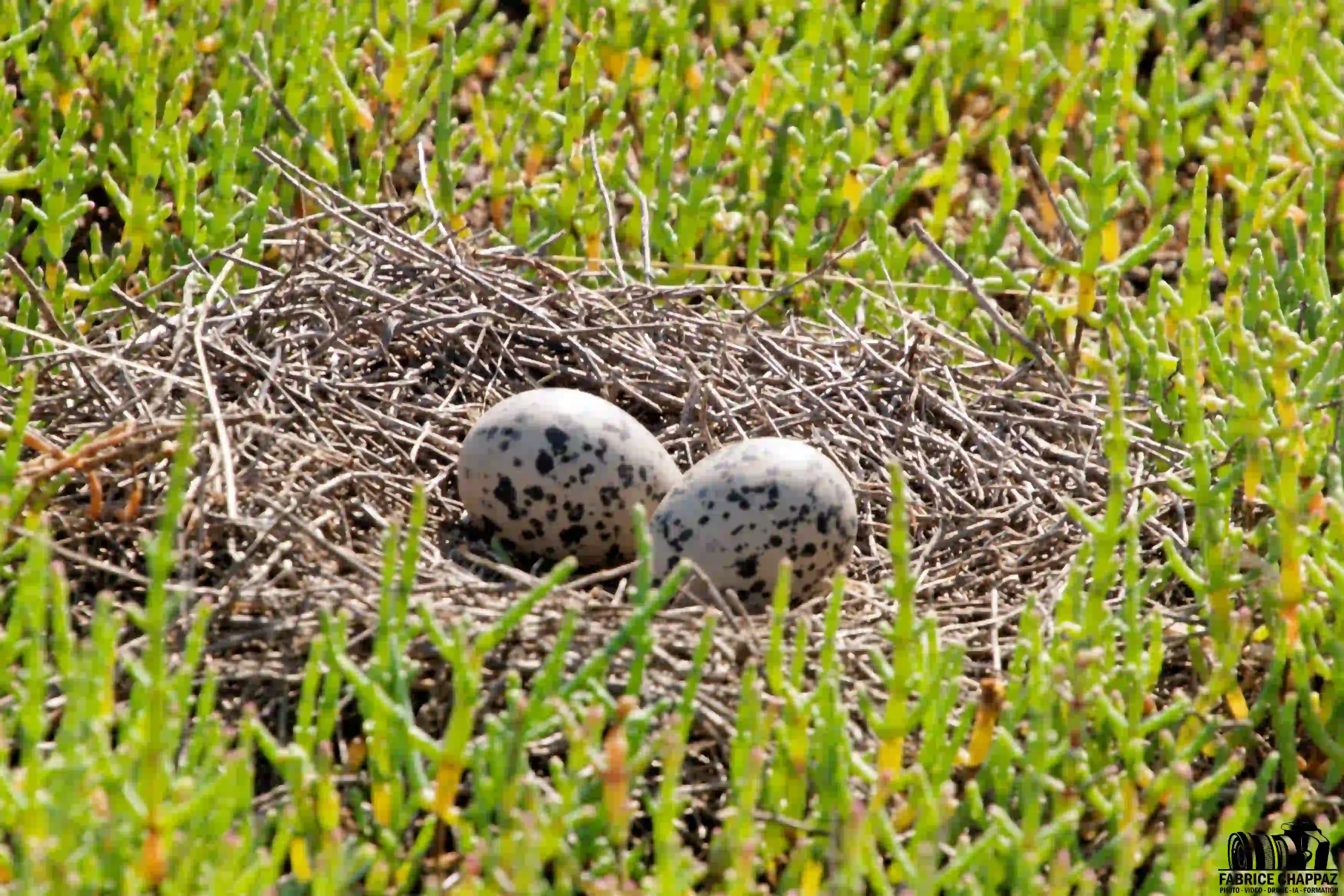 Oeufs nid avocette