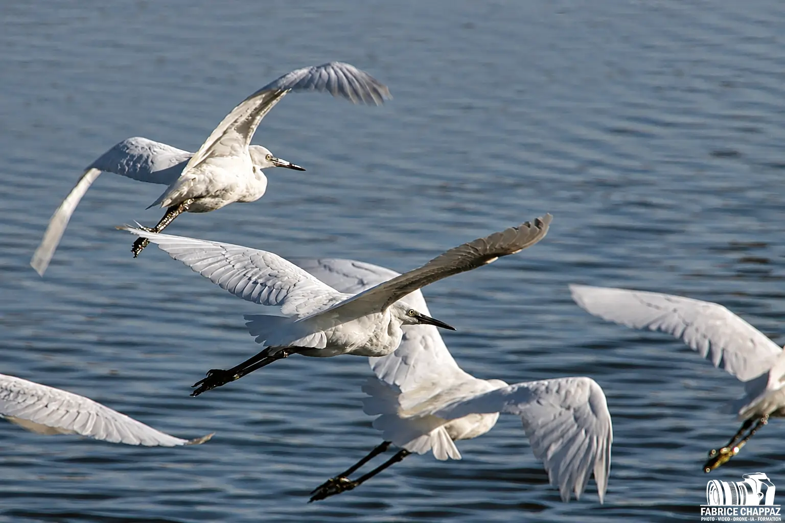 Vol oiseaux mer