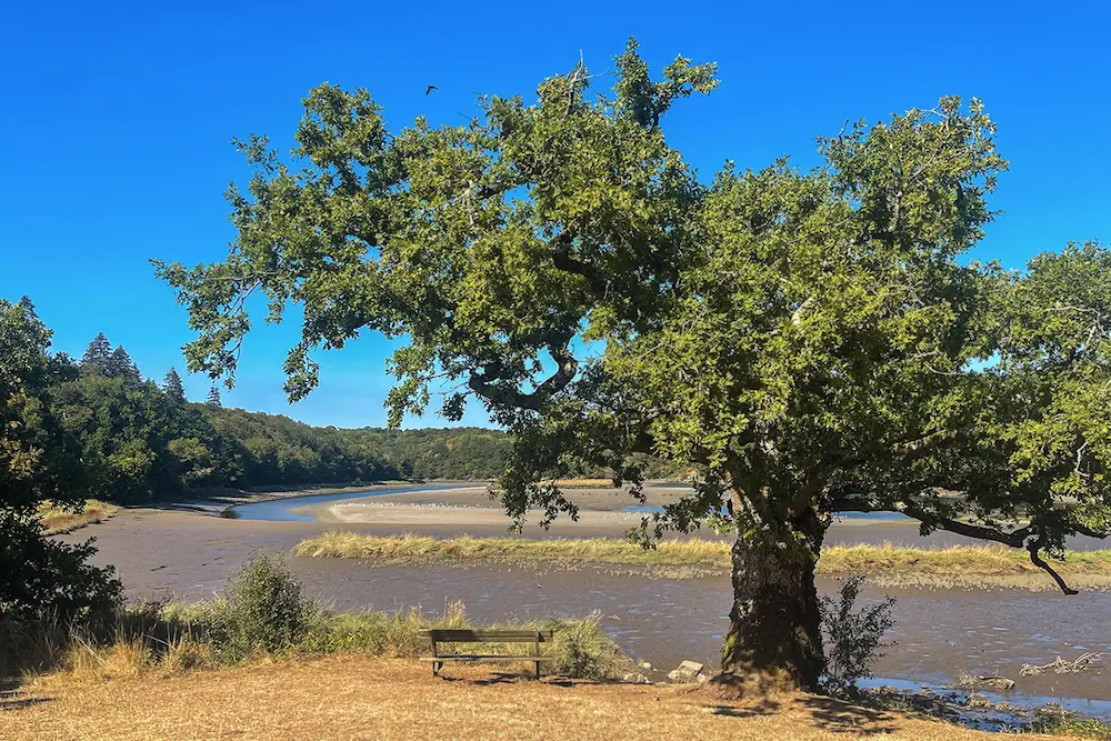 amélioration du cadrage Photo de cet arbre décentré littoral vendéen