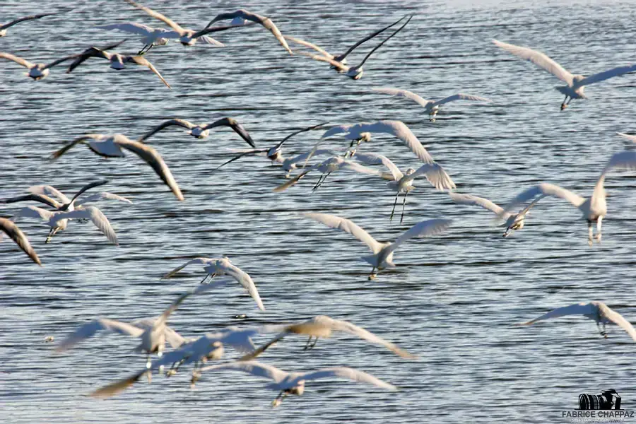 Oiseaux en vol dans leur milieu naturel en Vendée