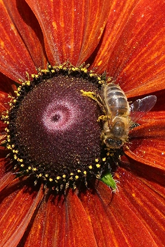 Stage photo macro à La Roche-sur-Yon – fleurs et insectes en gros plan
