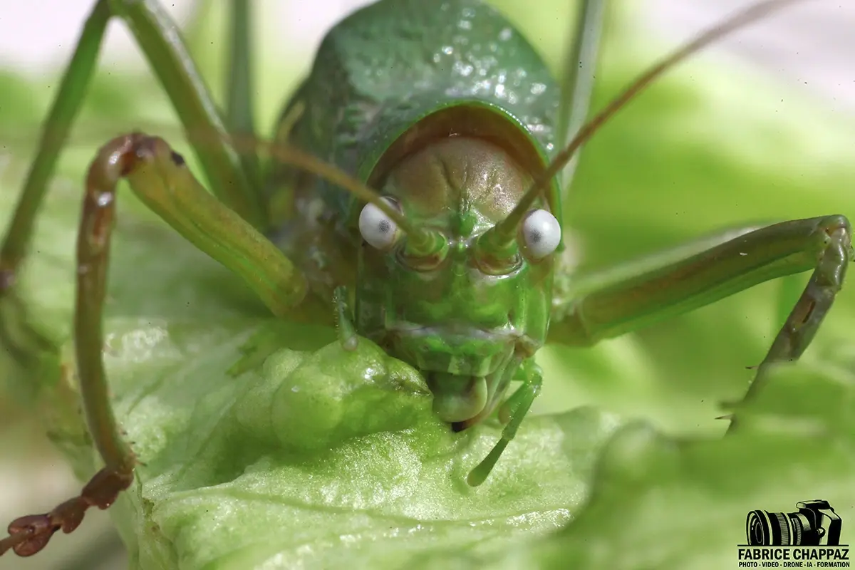 conseils pour macrophoto en vendee