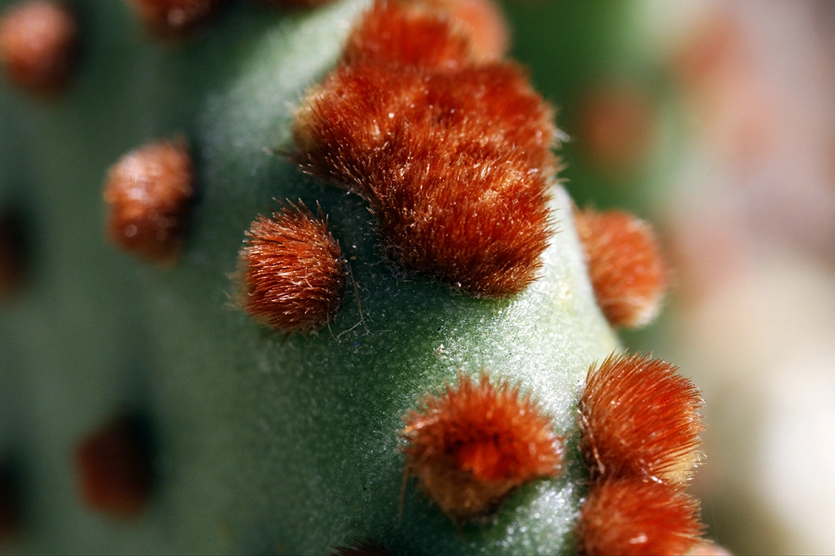 conseils pour macrophoto en vendee