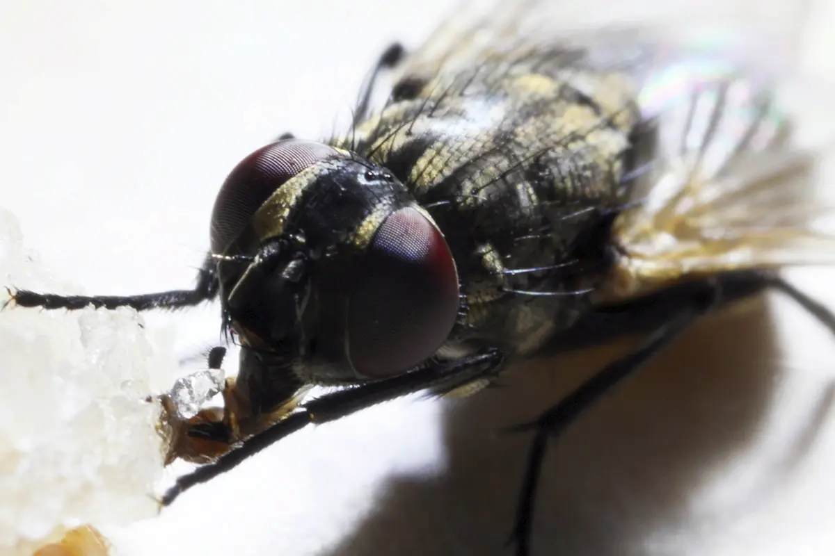 conseils pour macrophoto en vendee