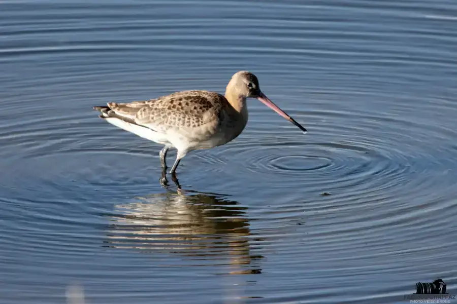 Oiseau photographié dans le marais Vendéen