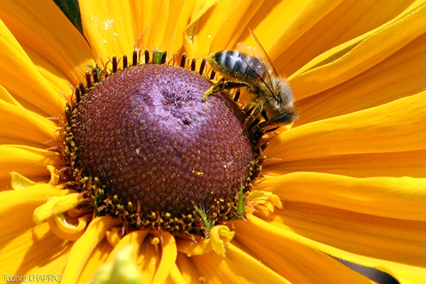 conseils pour macrophoto en vendee