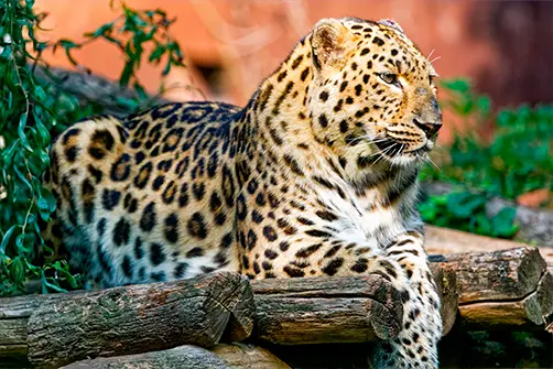 Atelier Photo animalière